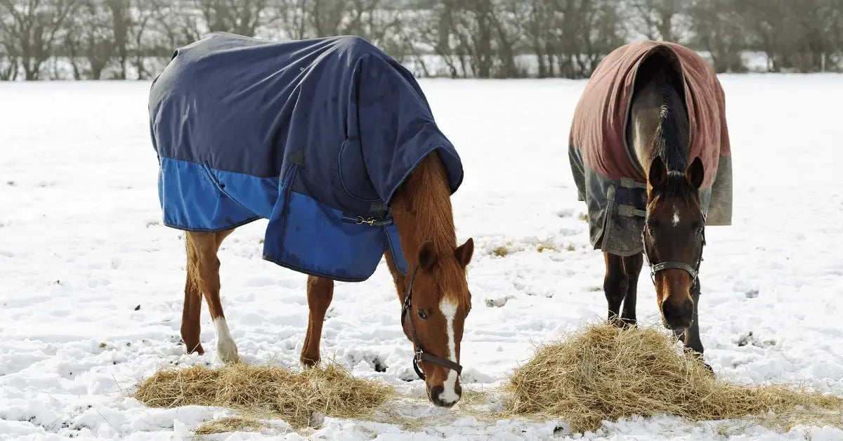 5 Top Tips To Help Care For Your Horse In Winter